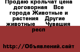 Продаю крольчат цена договорная - Все города Животные и растения » Другие животные   . Чувашия респ.